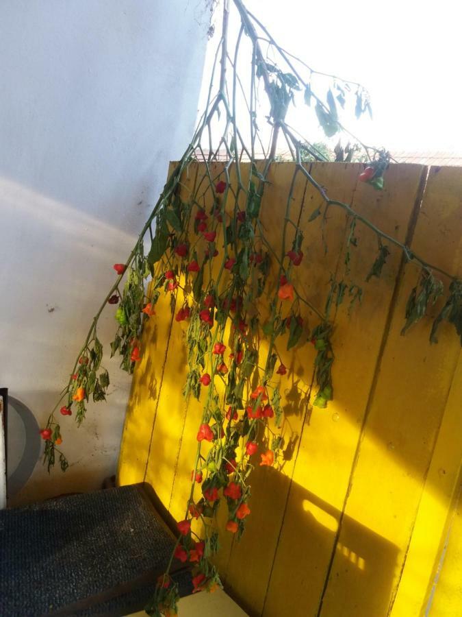 Vila Harsfak Mezokovacshaza Exteriér fotografie